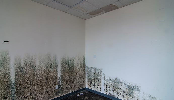 black mold on the wall