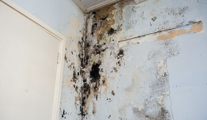 mold growth on the wall