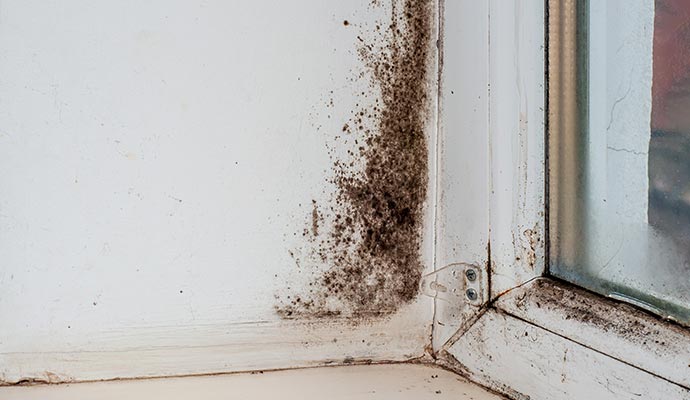 Mold growth on the wall due to moisture issue