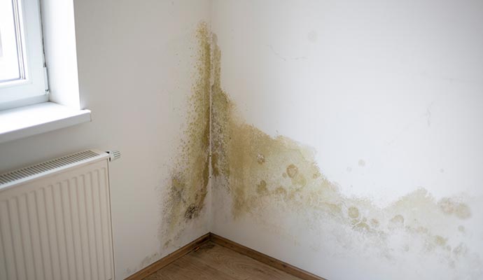 mold in room corner