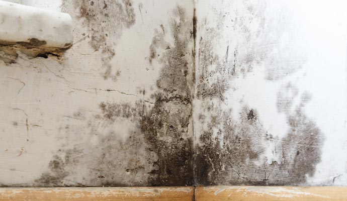 mold in bathroom