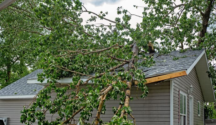 A large tree fell onto the roof of a house