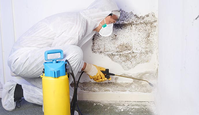 professional worker removing mold from the wall