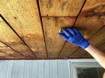 How to Remove Mold from Wood: A Complete Guide