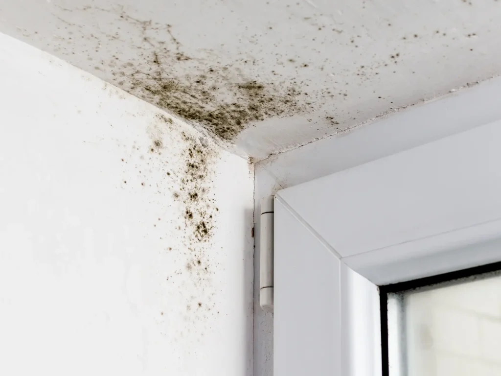 Mold Growth