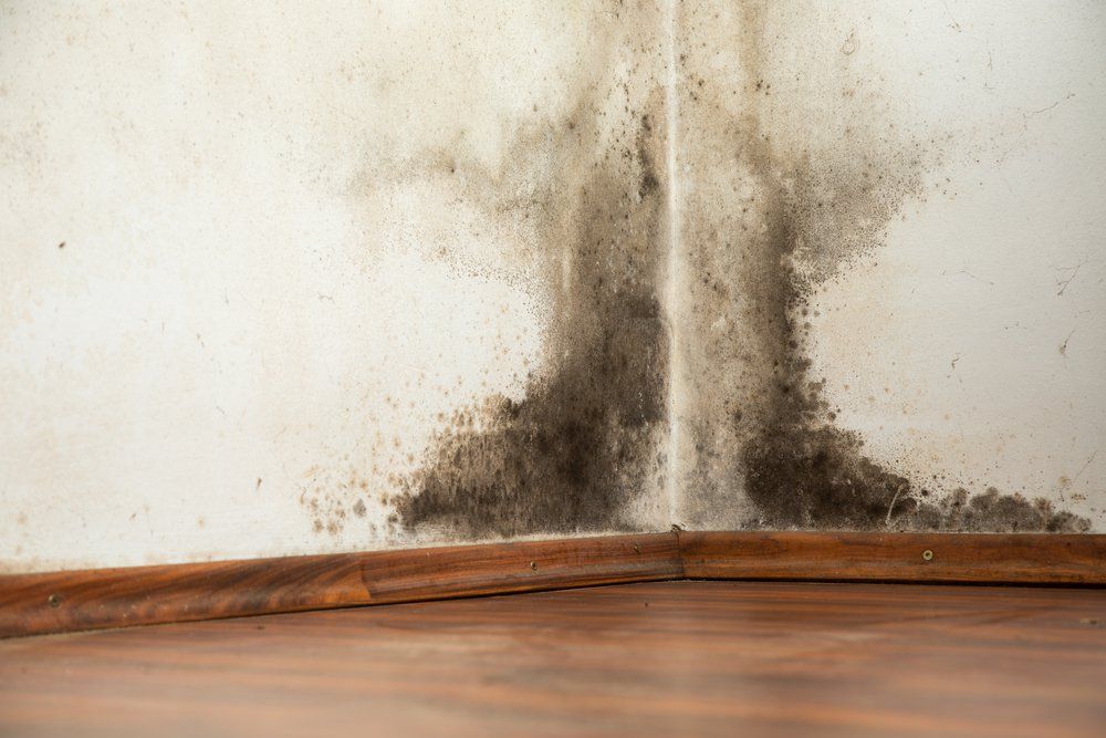 Mold Growth